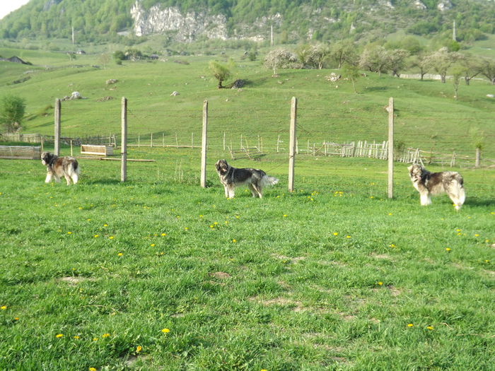 Mures, Magdalena si Martin