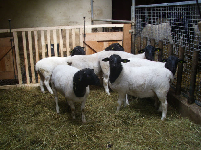 Mai-berbeci dorper in RFG