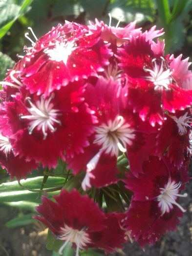 2013-05-22 18.47.09 - Diverse flori
