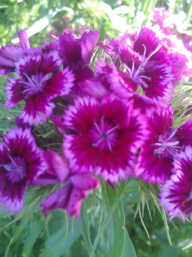 2013-05-22 18.48.20 - Diverse flori