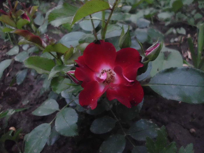 patrick poivre d'arvoar-prima floare - Trandafiri si clematite 2013