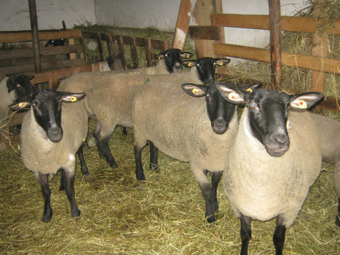 la socrul meu in jud.Covasna