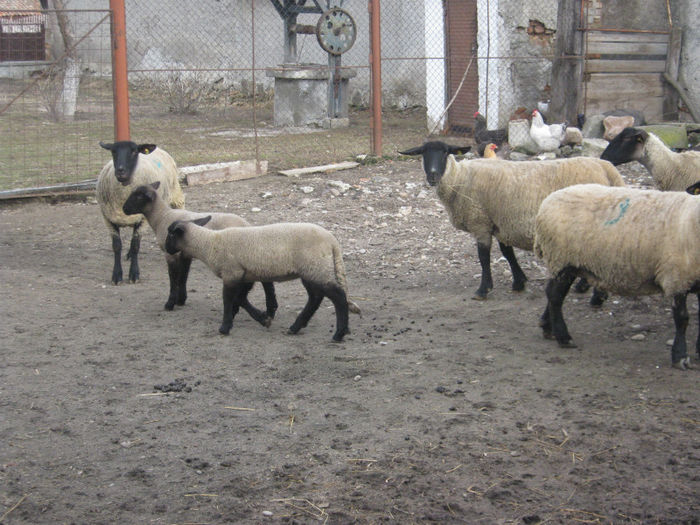 importate din austria -2ani si 6luni