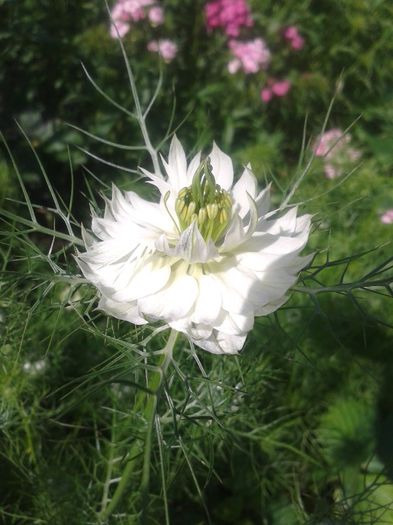 nigella alba..