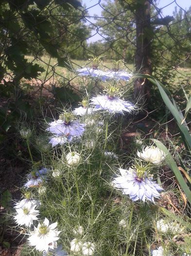 2013-05-21 10.09.41 - Diverse flori