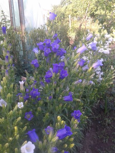 Campanule (clopotei de gradina)