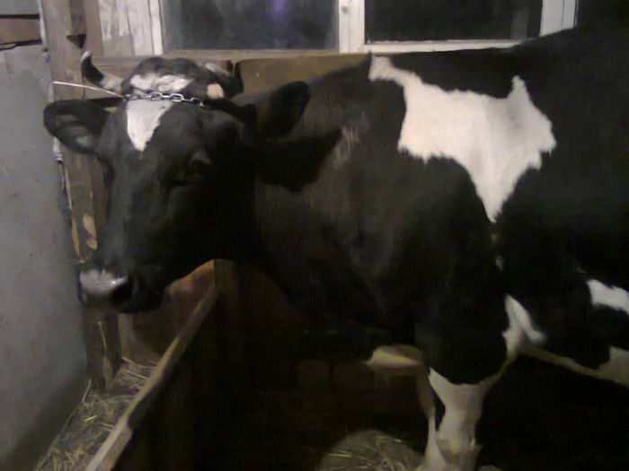 Fotografie1378 - vacuta mea al 3 lea vitel           VANDUTA