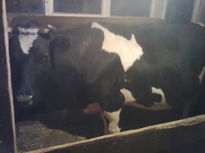 Fotografie1391 - vacuta mea al 3 lea vitel           VANDUTA