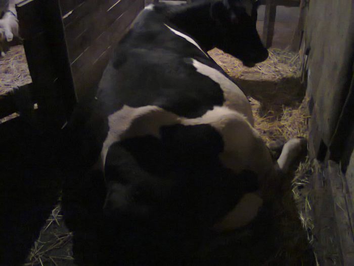 Fotografie1414 - vacuta mea al 3 lea vitel           VANDUTA