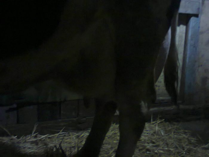 Fotografie1477 - vacuta mea al 3 lea vitel           VANDUTA