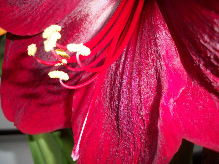 100_3688 - amaryllis red pearl