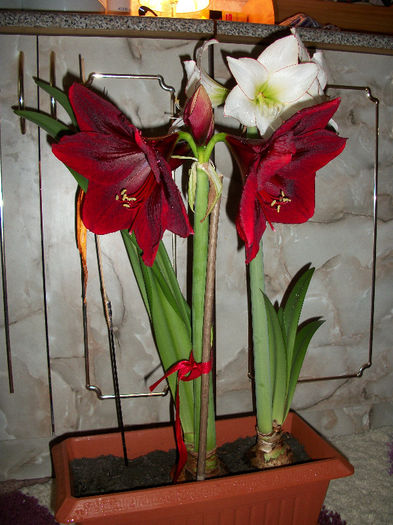 100_3694 - amaryllis red pearl