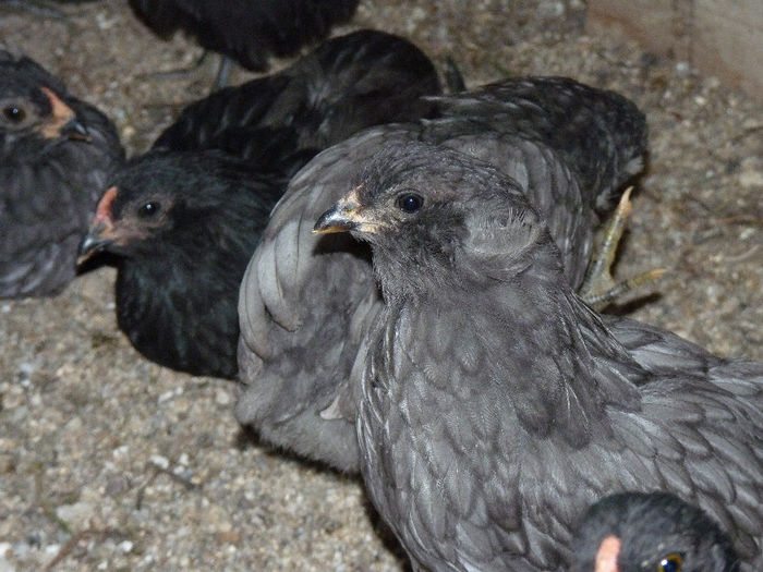 P1200566 - araucana 2013