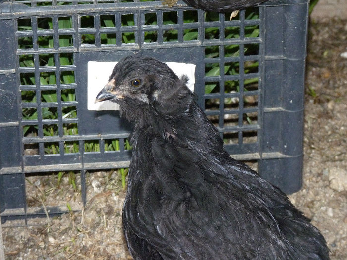 P1200567 - araucana 2013