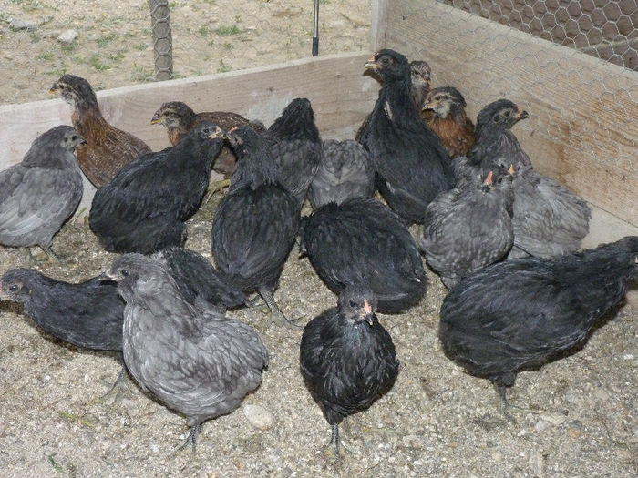 P1200598 - araucana 2013