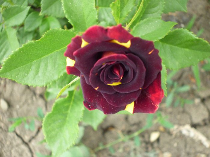 P1010901 - trandafiri de la pepiniera EMMA