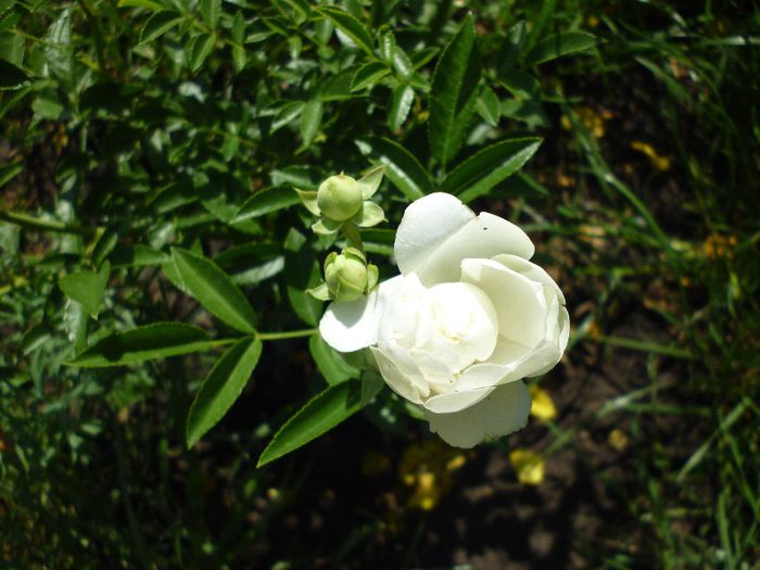 Tr. pitic White Morsdag - trandafiri de la pepiniera EMMA