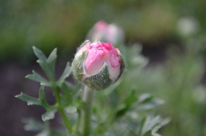 DSC_1292 - 1RANUNCULUS