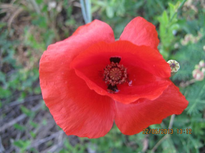 IMG_3901 - Flori de camp in mai