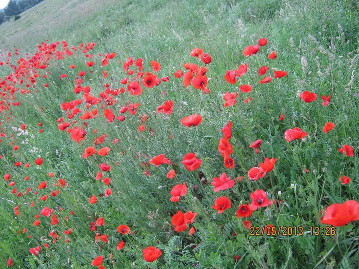 IMG_3940 - Flori de camp in mai