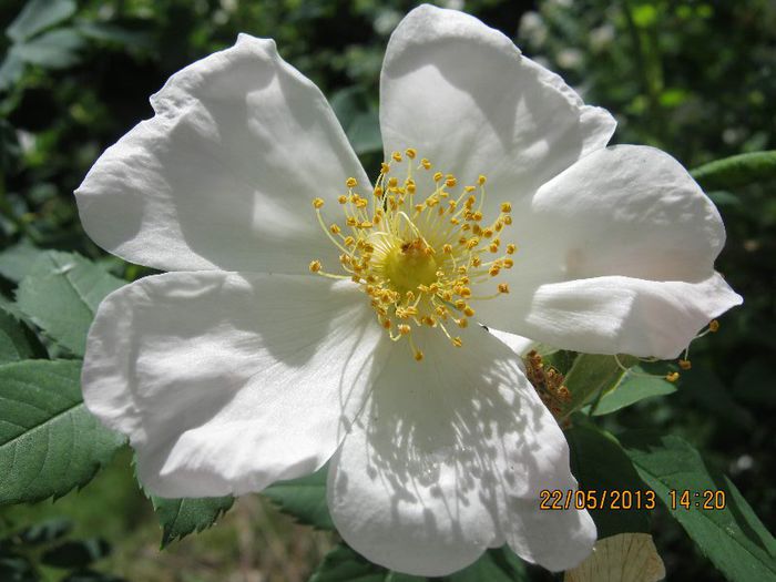 IMG_4007 - Flori de camp in mai