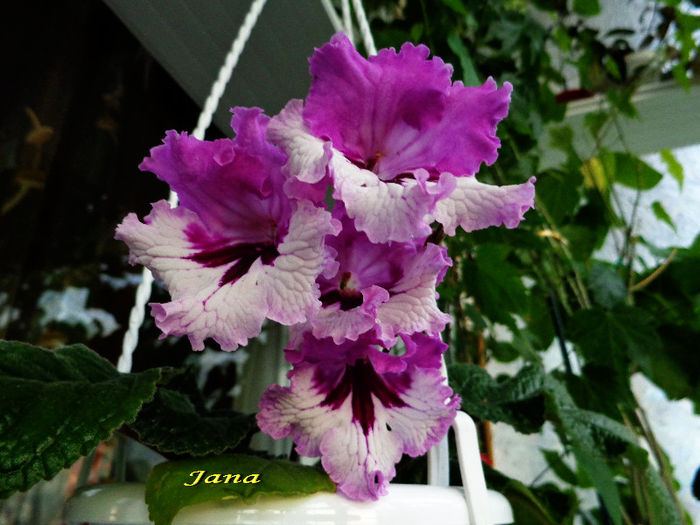 Jana (23-05-2013) - Streptocarpusi 2013