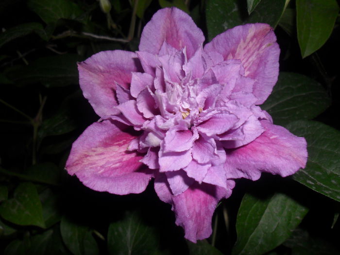 clematita