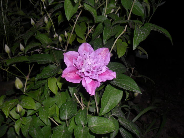 clematita