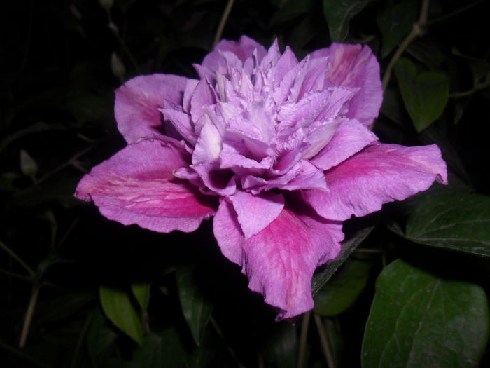 clematita