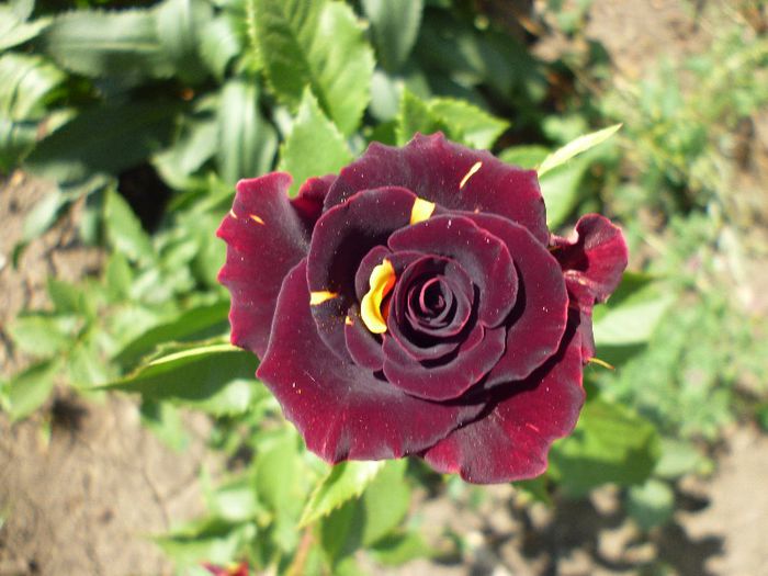 P1010916 - trandafiri de la pepiniera EMMA