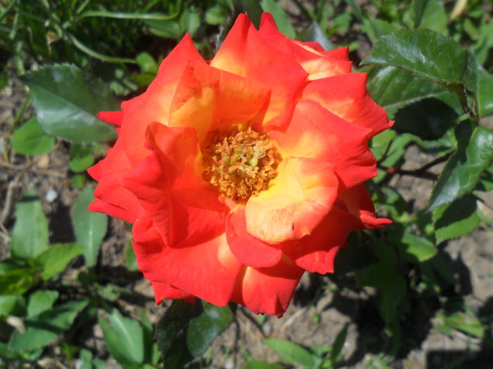 RUMBA- a inflorit galben dar...