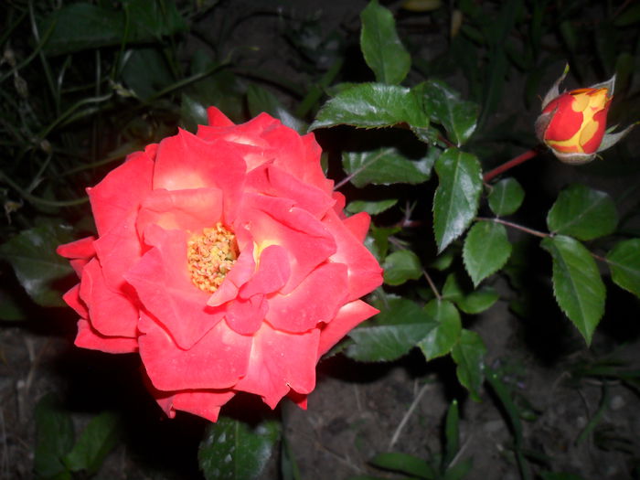 RUMBA - apoi rosu aprins - trandafiri 2013