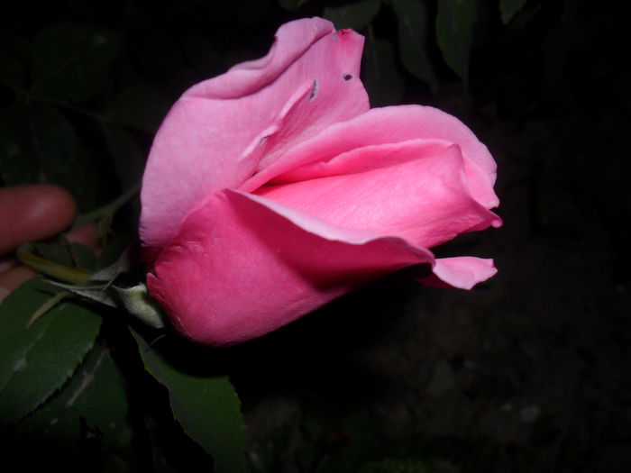 roz - trandafiri 2013