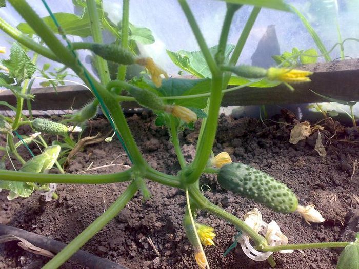 Imagine2045 - s legume 2013