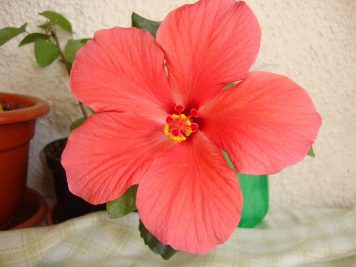  - hibiscusi