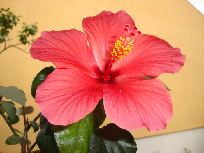  - hibiscusi