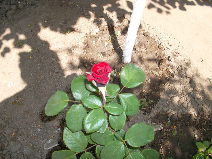 SAM_2337 - trandafiri 2013