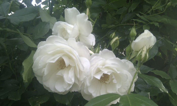 IMAG1418 - Trandafiri si alte flori albe