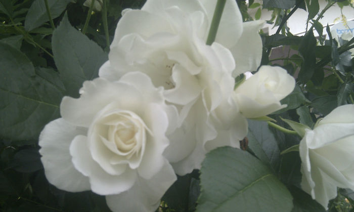 IMAG1422 - Trandafiri si alte flori albe