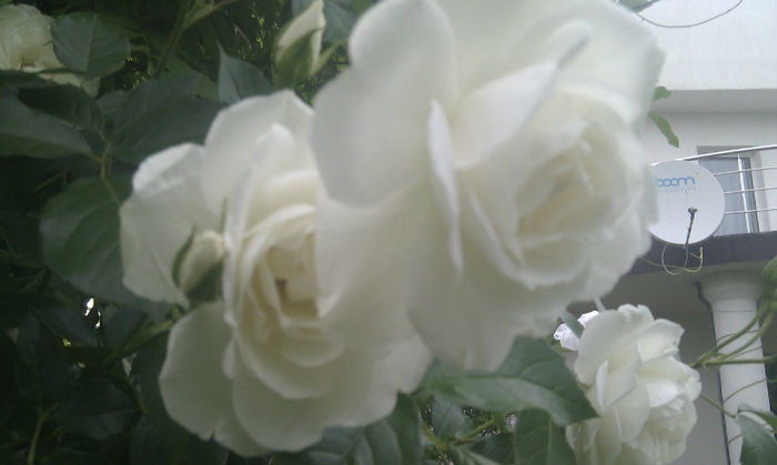 IMAG1424 - Trandafiri si alte flori albe