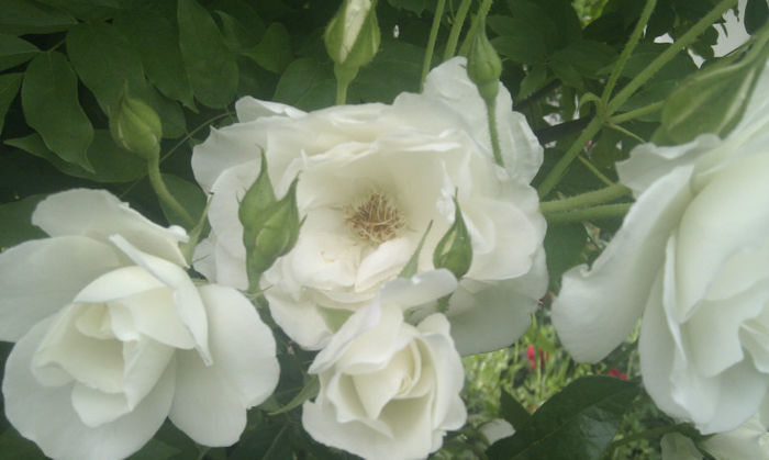 IMAG1425 - Trandafiri si alte flori albe
