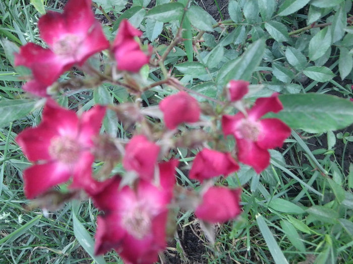 Fotografie1975 - roze 2013