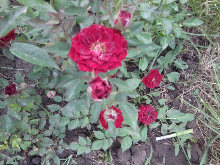 Fotografie1978 - roze 2013