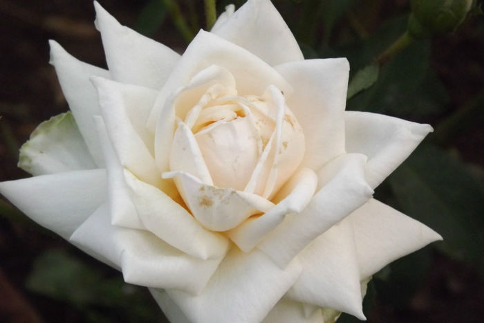 DSCF3858 - Trandafiri si alte flori albe