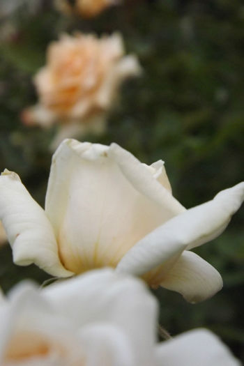 DSCF3860 - Trandafiri si alte flori albe