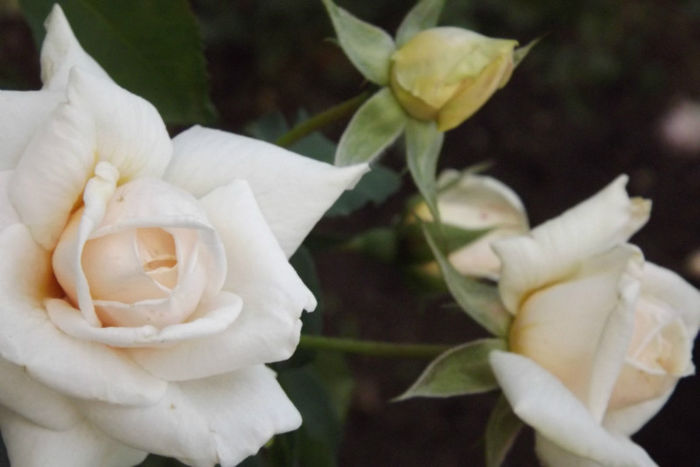 DSCF3859 - Trandafiri si alte flori albe