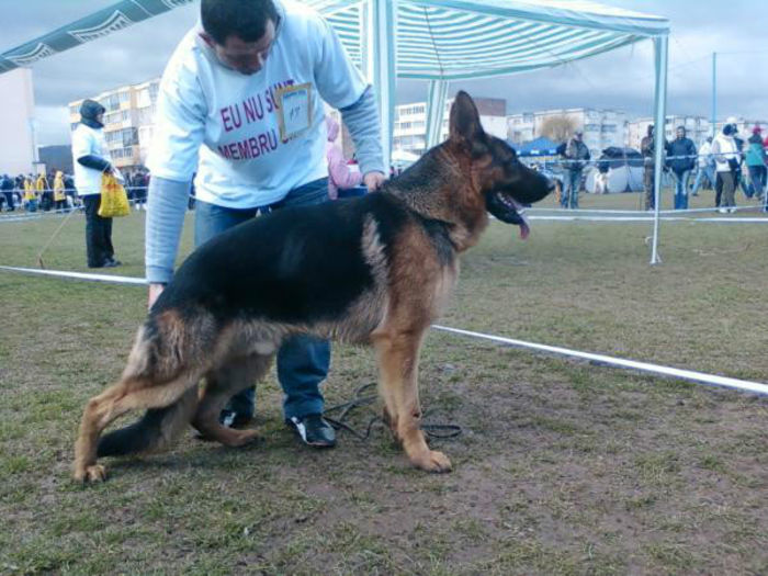 ARTHUR VON DER BALAND - Pui Ciobanesc German 2013