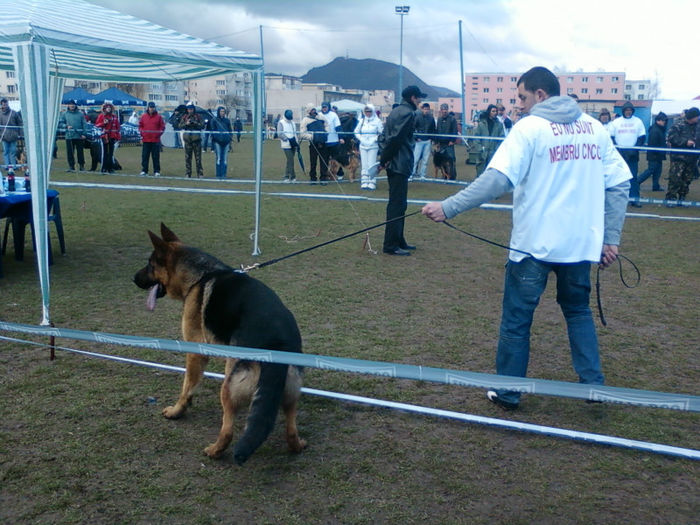 Arthur vd Baland - Pui Ciobanesc German 2013