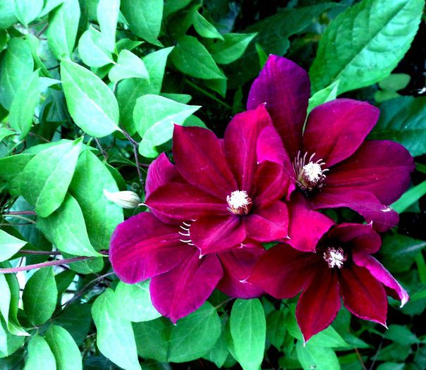 Rouge Cardinal, nu e reusita poza ca era innorat