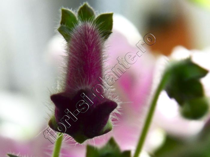 Kohleria Marta (ni) - KOHLERIA II